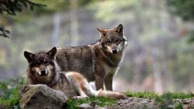 Le Figaro: возвращение легенды — на западе Франции спустя век снова обнаружили волков