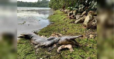«Думали, доисторический монстр»: в Сингапуре нашли необычное существо