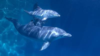 Британские ученые выяснили, что дельфины очень похожи по характеру на людей