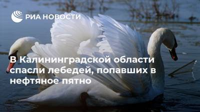 В Калининградской области спасли лебедей, попавших в нефтяное пятно