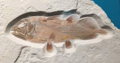 Частный коллекционер перепутал останки древней рыбы с птеродактилем