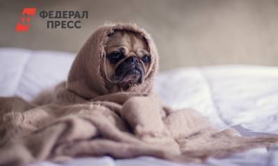 Россиянка вяжет веселые шапочки для собак: «Люди улыбаются, радуются»