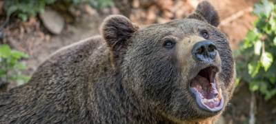 Медведь укусил туристку за ягодицу в туалете