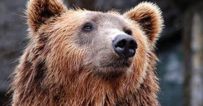 Спрятавшийся в уличном унитазе медведь напал на женщину на Аляске