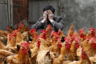 Первый в мире случай заражения новым птичьим гриппом произошёл в России