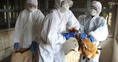 РФ заявила о первых в мире случаях заражения людей новым вирусом птичьего гриппа