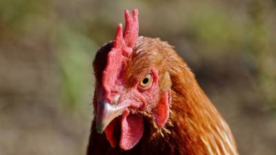 ВОЗ исследует случаи заражения россиян птичьим гриппом