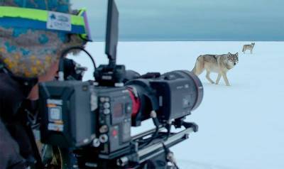 Британский режиссер дикой природы снимает невероятные видео: потрясающая подборка