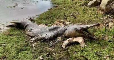 Гигантская рыба с головой крокодила напугала людей у водоема