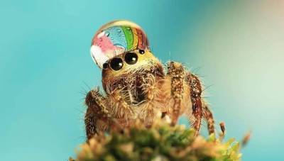 Крошечные пауки, которые носят каплю воды как шляпу: забавные фото