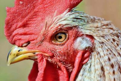 Эксперты определили риск заражения человека птичьим гриппом