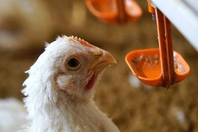 Россиянам назвали основную меру профилактики птичьего гриппа H5N8