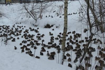Орнитологи рассказали, почему ярославские утки не погибнут даже в лютый мороз