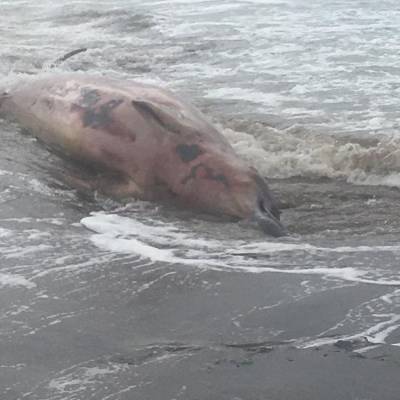 Сахалинцы могут помочь установить вид кита, выброшенного на берег