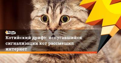 Котийский дрифт: испугавшийся сигнализации кот рассмешил интернет