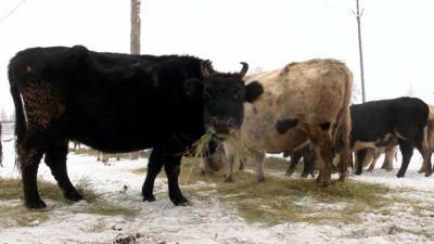 Новости на "России 24". В Якутии пытаются восстановить редкую породу коров