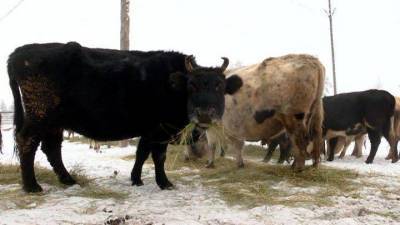 Новости на “России 24”. В Якутии пытаются восстановить редкую породу коров