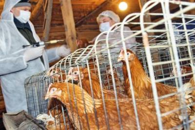 Заразившиеся птичьим гриппом работники астраханской фабрики прошли лечение