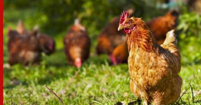 Названы основные меры профилактики птичьего гриппа H5N8
