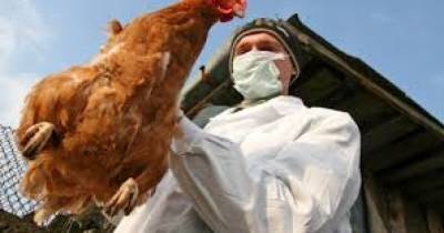 В России обнаружили заражения новым птичьим гриппом