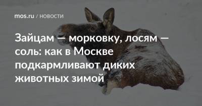Зайцам — морковку, лосям — соль: как в Москве подкармливают диких животных зимой