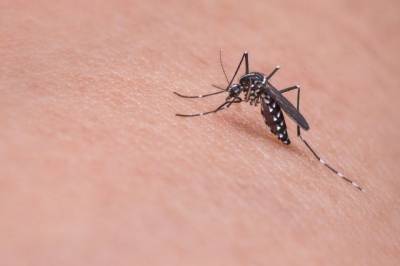 В Аргентине пожаловались на нашествие комаров
