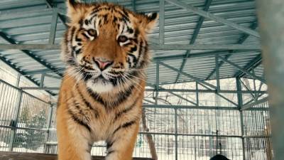 Тигр из барнаульского зоопарка нашел свой неповторимый вокальный стиль.