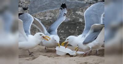 Жертвы пережора: чайки в Бахрейне перестали летать из-за обилия объедков