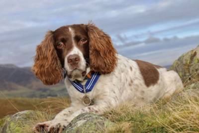 В Великобритании собаку наградили «Орденом за заслуги»