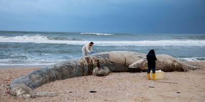 В теле кита, выброшенного на пляж «Ницаним», обнаружили следы нефтепродуктов