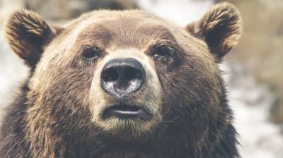 Медведь едва не загрыз жительницу Аляски в туалете