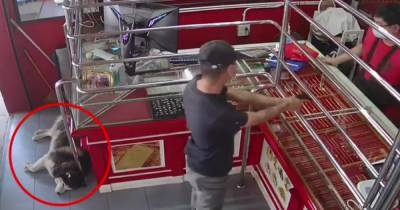 Хаски-охранник в Таиланде спокойно спал во время "ограбления" (видео)