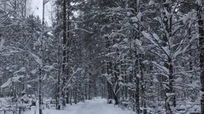 Запад Ленобласти в понедельник занесёт сильным мокрым снегом