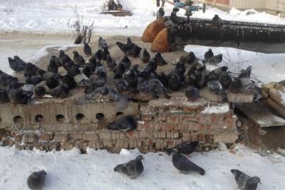 В соседний со Смоленском Витебск случилось нашествие снегирей