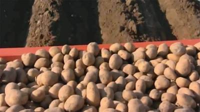 Предстоящие морозы могут погубить урожаи картофеля, который высадили на месяц раньше обычного