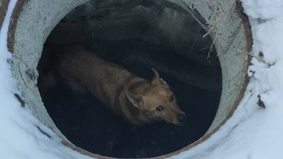 Челябинцы опубликовали видео спасения собаки, провалившейся в люк