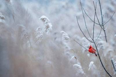 Прогноз погоды на 22 февраля: в Украине солнечно, местами возможен мокрый снег