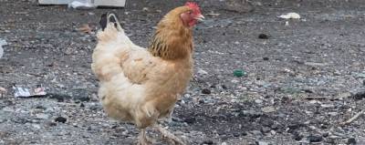Россиянам рассказали, как защититься от нового птичьего гриппа H5N8