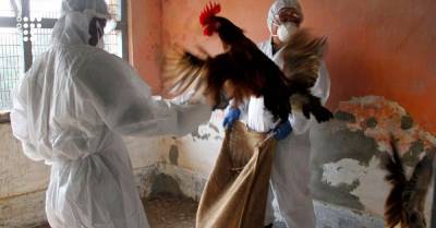 В России обнаружили первый в мире случай инфицирования человека новым штаммом птичьего гриппа. Насколько все серьезно?
