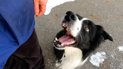 Пес из Калининграда стал лучшей собакой-спасателем в России.
