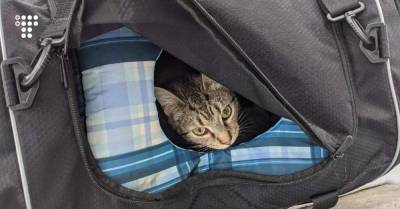Полицейские прибыли на вызов по поводу «подозрительной сумки». Никто не ожидал увидеть там кошку и 6 котят
