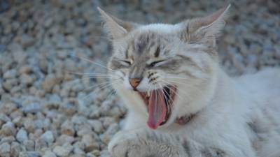 Голодная кошка обглодала руку своей мертвой хозяйки в Набережных Челнах