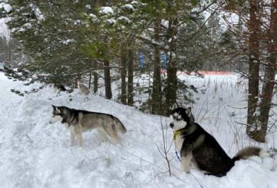 В Приозерском районе две сотни собак показали себя на состязаниях по ездовому спорту