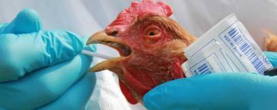 «Вектор» начал разработку вакцины от птичьего гриппа H5N8