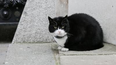 Черно-белого кота выдвинули на пост бургомистра в Германии
