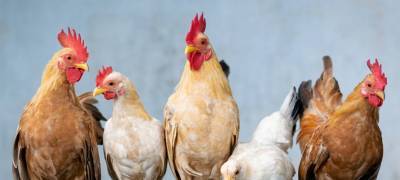 Биолог оценила риск заражения птичьим гриппом при употреблении курицы