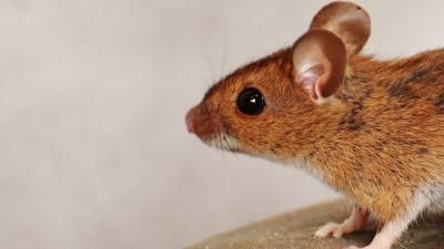 Длительное проживание с человеком сделало мышей умнее