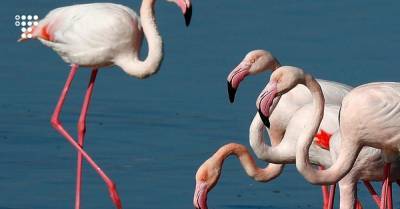 Власть Кипра просят запретить охоту на берегах озер. Тамошние фламинго могут умереть, проглотив гильзы