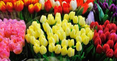 Производители пообещали подорожание цветов к 8 марта