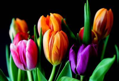 Эксперты спрогнозировали рост цен на цветы к 8 Марта